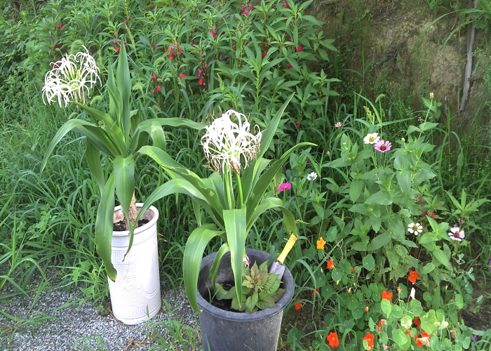 2011-07-28_07-01-54_667.jpg