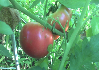 2011-07-28_07-16-04_251.jpg