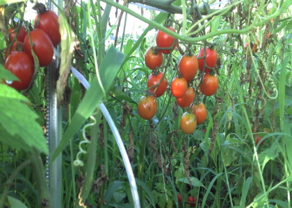 2011-07-28_07-19-58_50.jpg