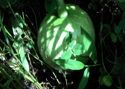 2011-07-28_10-50-00_851.jpg